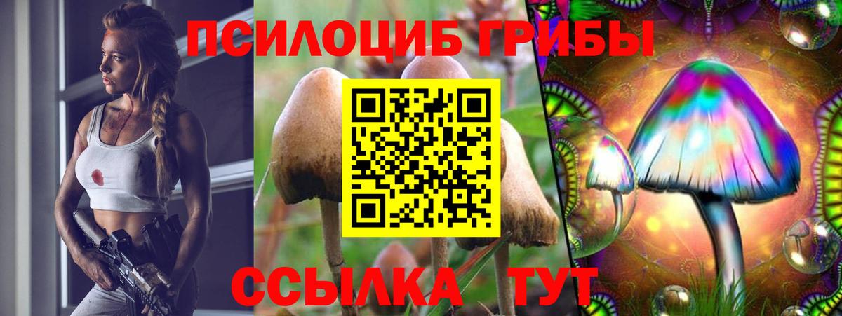 Псилоцибиновые грибы Cubensis Гуково